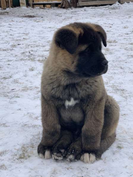 Акита в Ростове-на-Дону фото 94