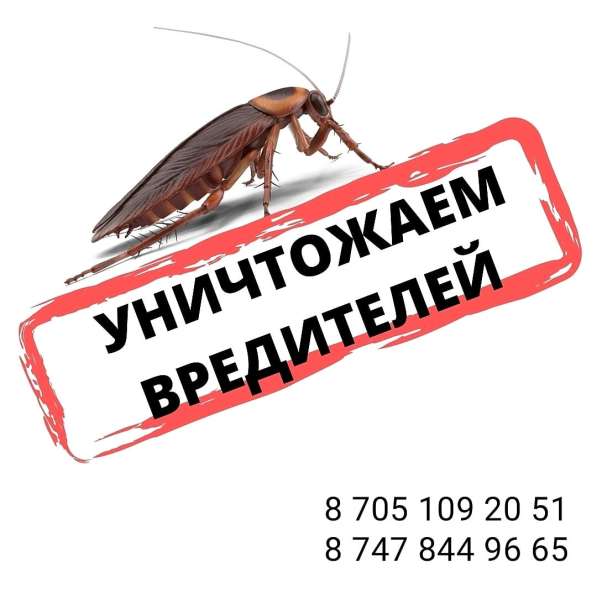 Клопы / тараканы УНИЧТОЖЕНИЕ