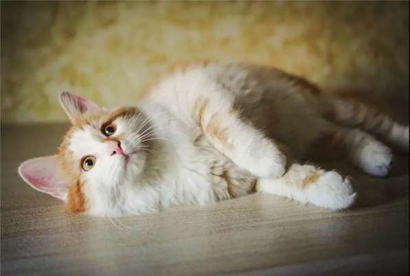 Кошечка Альфа в добрые руки в Москве фото 7