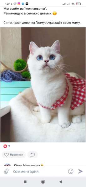 British shorthair silver girl в 