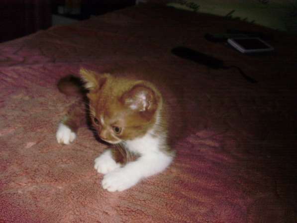 Британский котенок редкого окраса в Краснодаре фото 5