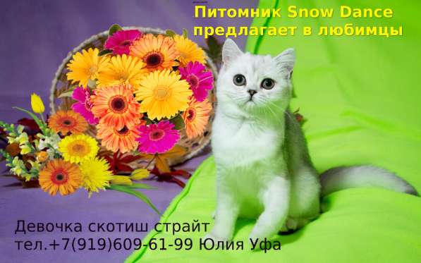 Чистокровная шотландские кошечка драгоценного окраса! в Уфе