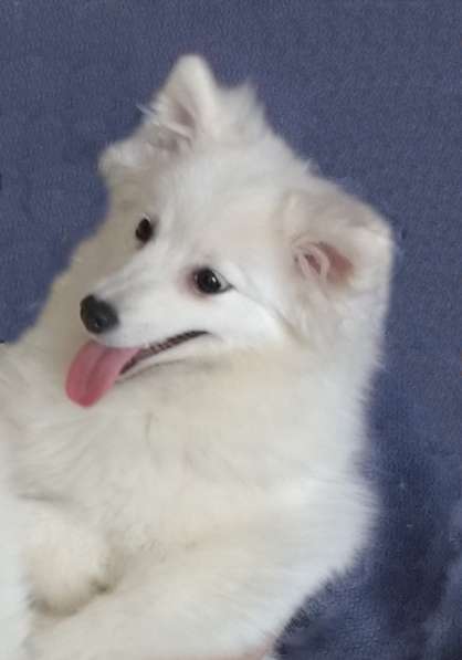 Шелти. Щенки. Питомник в Екатеринбурге фото 11