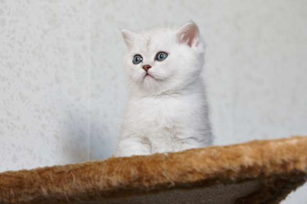Британские котята серебристой шиншиллы в Санкт-Петербурге фото 5