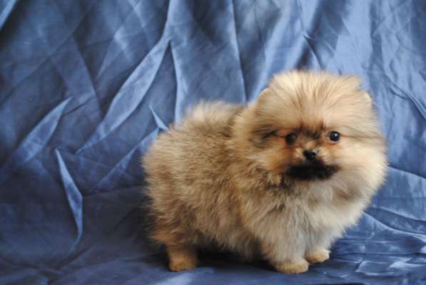 Продается щенок цвергшпица в Санкт-Петербурге