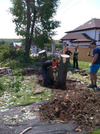 Спилить дерево, услуги по спилу опасного дерева, кронирование в Белгороде фото 4