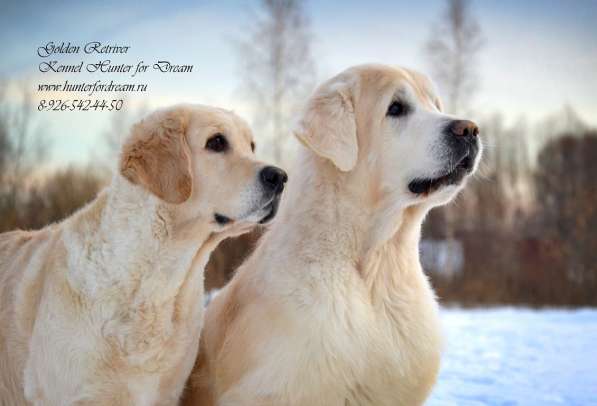 Щенки золотистого ретривера. Питомник в Ногинске фото 18
