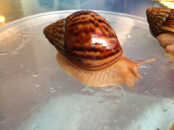 Улитки Ахатины в Москве