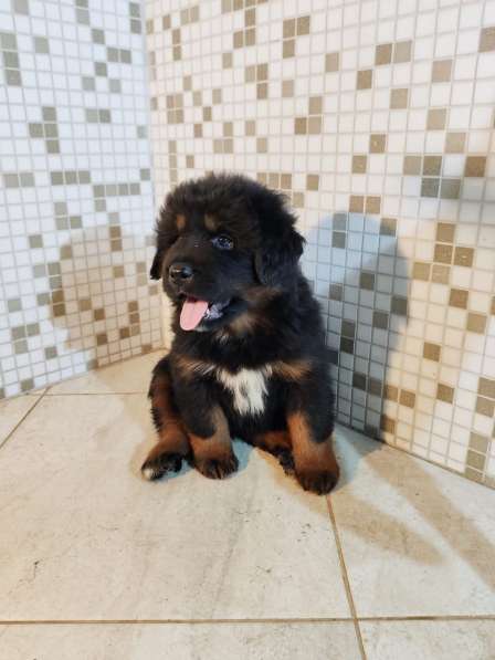 Тибетский мастиф - лучший страж на территории в Москве фото 88