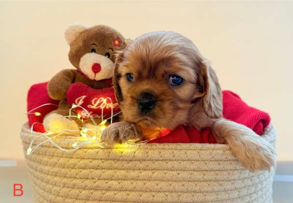 Щенки кавалер Кинг Чарльз спаниель в Москве фото 7