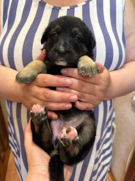 Красавица Стэлла ищет заботливых родителей в Феодосии фото 5