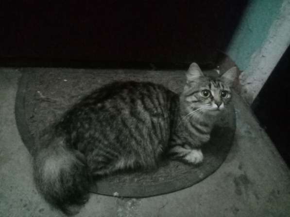 Кошка ищет дом!