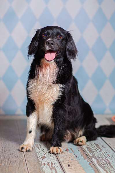 Черный спаниель Таис в добрые руки в Москве фото 7