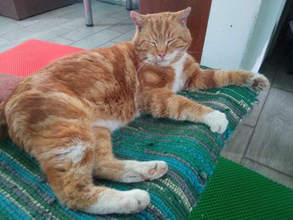 Умный рыжий котик для загородного дома
