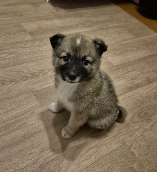 Отдам щенка