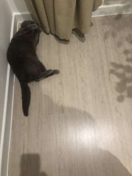 Пристраиваем кота