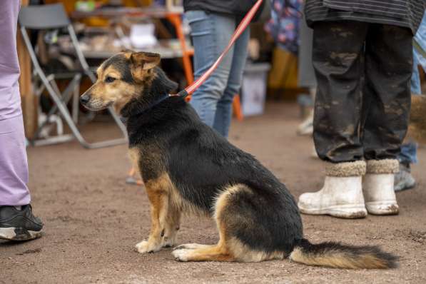 Красивая собачка размером с таксу в Санкт-Петербурге фото 3