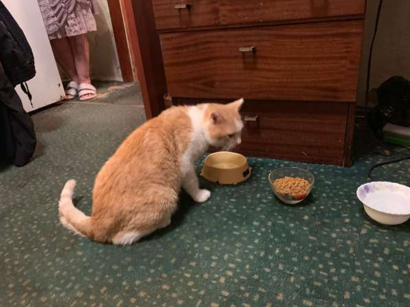 Красивый, мягонький и ручной котик в Санкт-Петербурге