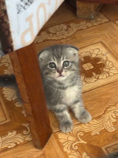 Котята шотландские вислоухие и прямоухие в Оренбурге фото 5