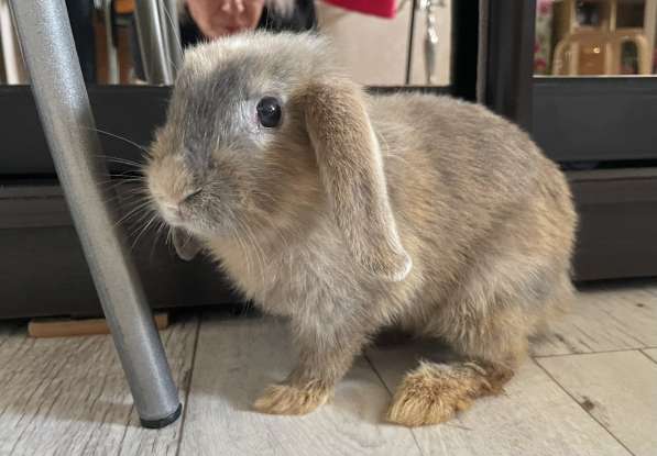 Декоративный кролик