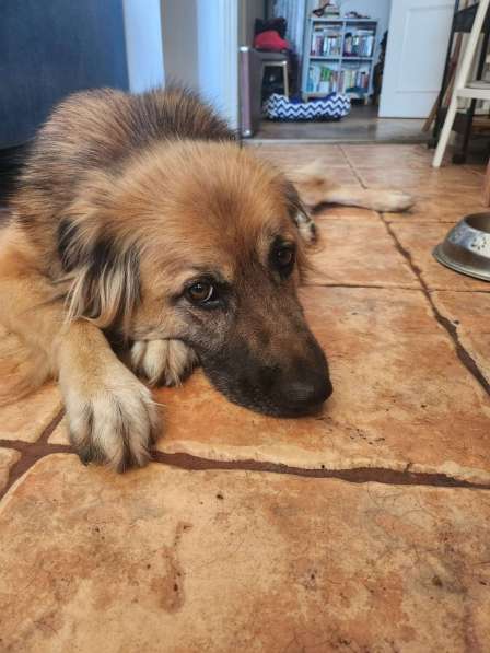 Пушистый рыжий пёс Миша в добрые руки в Москве фото 3