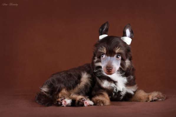 Пуховая девочка Китайской хохлатой собаки в Москве фото 5