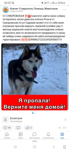 Пропала собака хаски