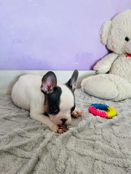 Французский бульдог в Уссурийске