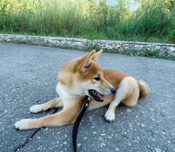 Щенок сиба ину в Нижнем Новгороде