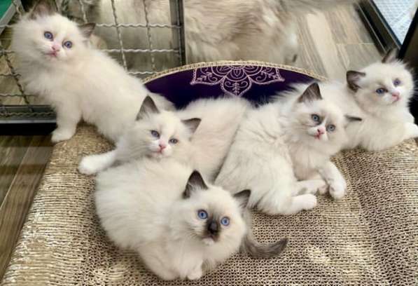 Чистокровные Рэгдолл