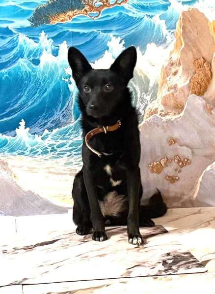 Миниатюрная, робкая девочка Мила в добрые руки! в Москве фото 9