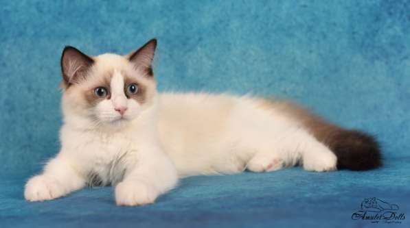 Male for pet ragdoll в Москве фото 6