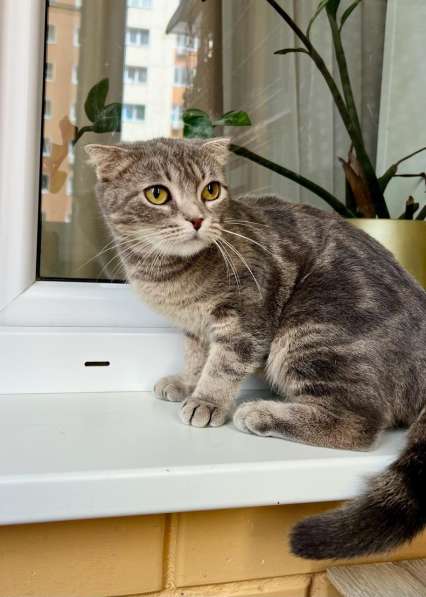 Вислоухая кошечка Энни в добрые руки в Москве фото 4