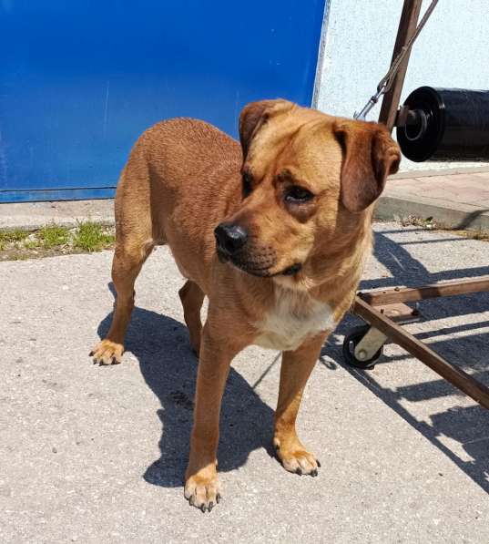 Брутальный пёс крепыш Бутч в добрые руки