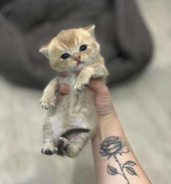 Котёнок золотая шиншилла в Калуге фото 4