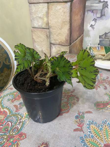 Бегония Бауера Тигровая