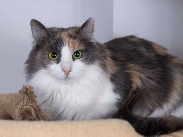 Пушистая трехцветная кошка-красавица Филадельфия в дар в Москве