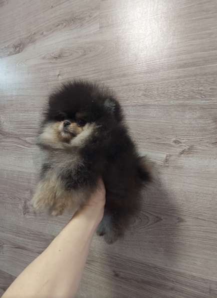Pomeranian spitz. Mini girl в фото 4