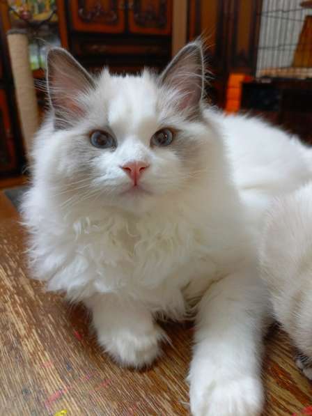 Котенок породы Рэгдолл