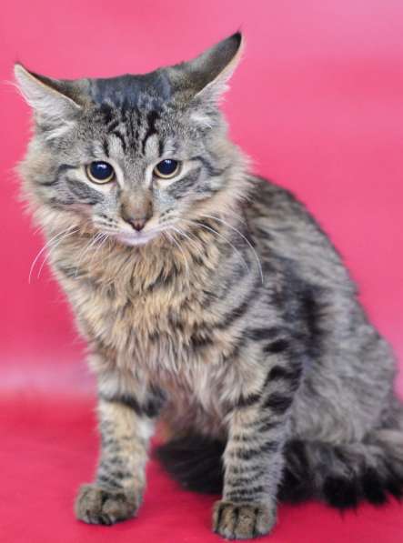 Очаровашка Лёвушка в поиске дома в Москве фото 3