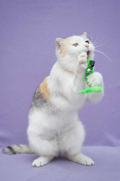 Шотландская вислоухая трехцветная кошечка Клео в дар в Москве