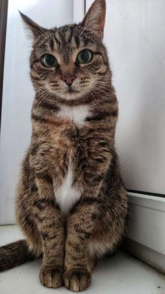 Кошка Яшка в добрые руки в Москве