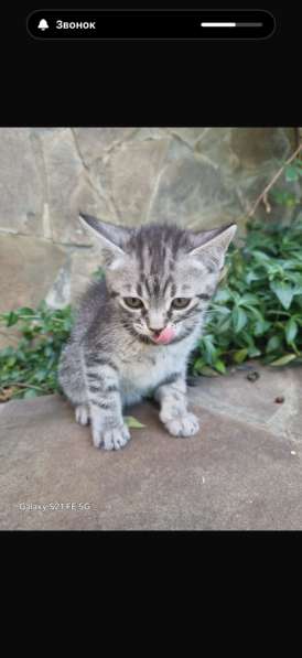 Котята в Ставрополе фото 4