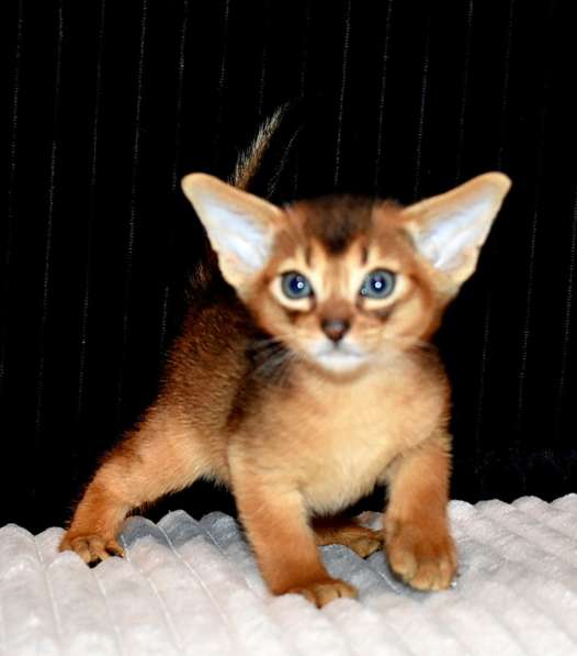 Абиссинские котята в Москве фото 9