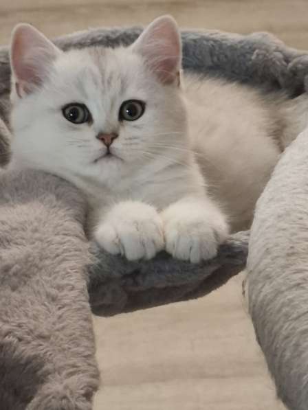 Британский короткошерстный котик в фото 3