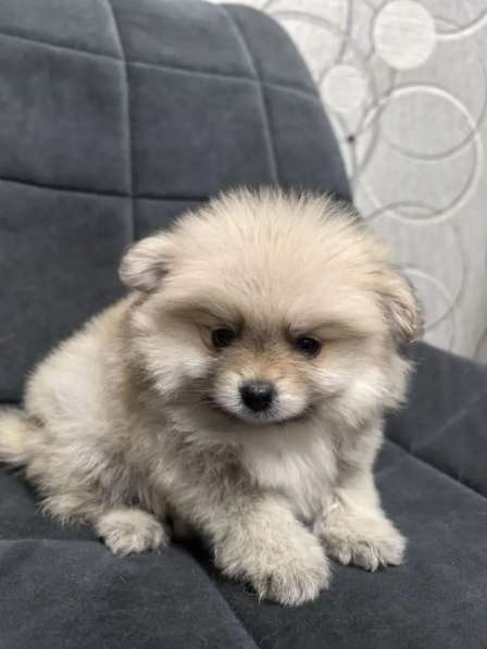 Продам щенков померанский шпиц в Пензе фото 4