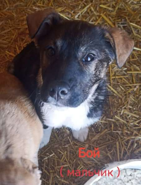 Славный мальчишка по имени Бой ищет семью