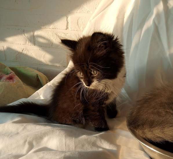 Котята 2 месяца в Липецке фото 7