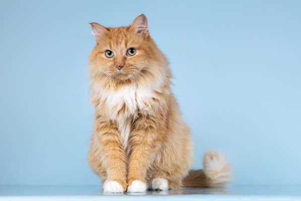 Кошечка Дюймовочка ищет доброе сердце