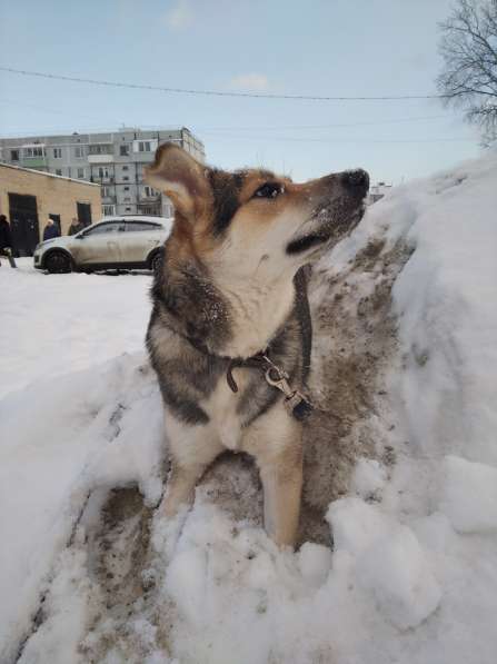 Тася в добрые руки в Ногинске фото 19